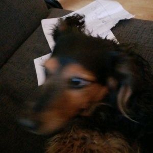 Meet your Posher, Shelley